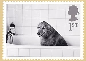 Dog In A Bath Bathing Comic Royal Mail Real Photo Postcard