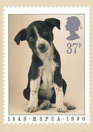 RSPCA Puppy Dog Cute Rare Limited Edition Postcard