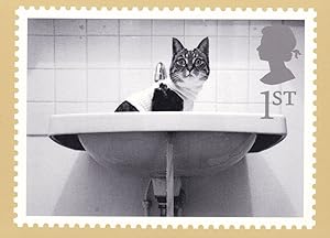 Cat in a Kitchen Bathroom Sink Comic Real Photo Postcard