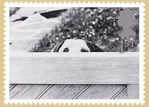 Dog Peeping Over Fence Comic Royal Mail Real Photo Postcard