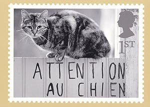 French Beware Of The Dog Cat On A Fence Comic Real Photo Postcard