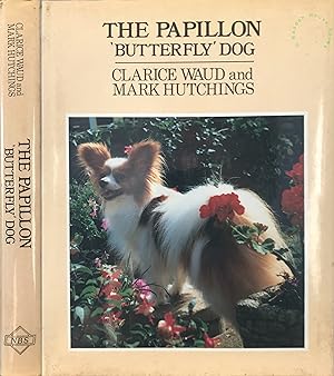 The Papillon Butterfly Dog