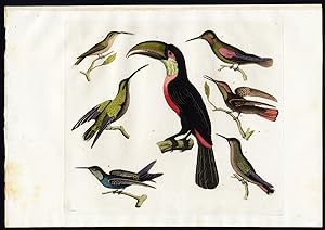 Antique Print-TUKAN-HUMMINGBIRD-BIRD-Raineri-Ferrario-1827