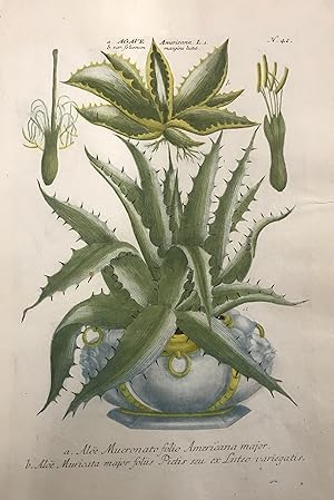 Agave Americana, Aloe Mucronato folio Americana major; N. 42