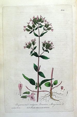 Antique Botanical Print OREGANO ORIGANUM VULGARE Baxter Engraved Herb Print 1839