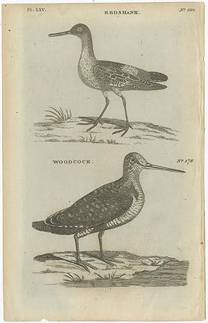 Antique Bird Print of the Redshank and Eurasian Woodcok (1776)