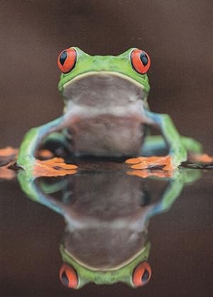 Frog Der Froshkonig German Real Photo Comic Frogs Postcard