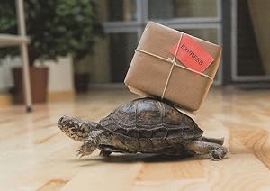 Tortoise Transport Courier Delivering A Parcel German Animal Comic Postcard
