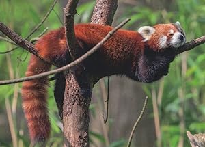 Cute Baby Sleeping Roter Panda Stunning German Animal Postcard