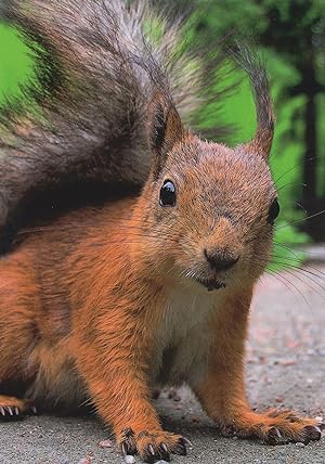 Curious Squirrel Neurgieriges Eichhornen German Animal Postcard