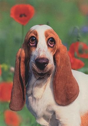 Young Basset Hound Dog German Foto Stunning Dogs Postcard