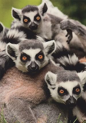 Ring Tailed Lemur Kattas Lemuren Stunning German Real Photo Postcard