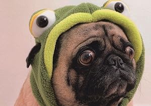 German Pug Dog With Frog Eyes Winter Hat Frosch Pops Comic Postcard