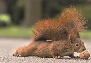 Gymnastic Squirrel Eichhorchen Playing With Nut Comic German Postcard