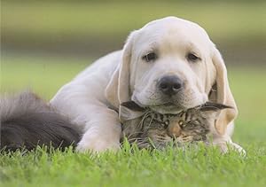 Tabby Cat & White Labrador Dog Animal Love Cute Comic Postcard