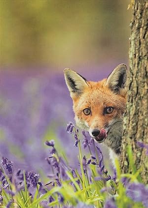 Curious Fuchs Hungry Fox Im Blutenmeer German Foxes Postcard