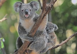 Mother & Baby Koala Bear Playing In Trees German Cute Foto Postcard