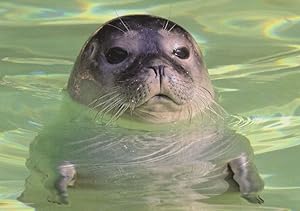 Walrus Seal Swimming Seehund Im Wasser Cute German Animal Postcard