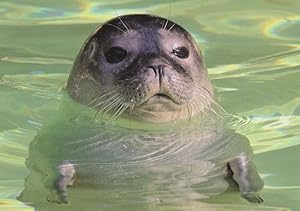 Walrus Seal Swimming Seehund Im Wasser Cute German Animal Postcard