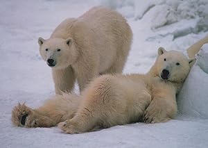 Polar Bear Sunbathing On Holiday Comic Animal German Postcard
