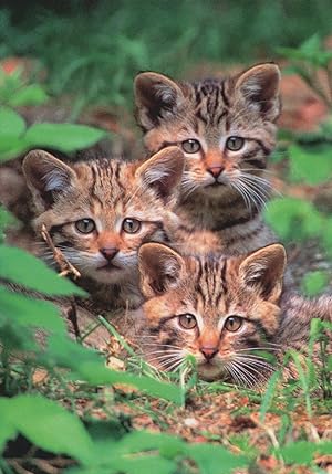 Curious Wild Cat Kittens Neugieriege Wildkatzen Babies German Postcard
