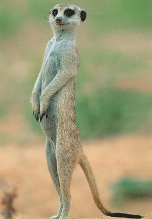 Meerkat Moongoose Suricate African Animal Erdmannchen German Postcard