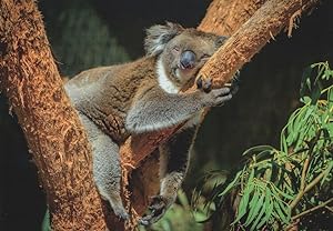 Koala Bear Sleeping On Tree Dreaming Real Photo German Postcard