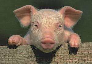 Lucky Farmyard Baby Pig Glucksschwein Cute German Postcard