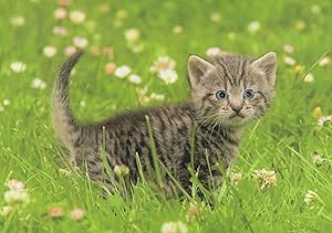 Baby Tomboy Tabby Cat Kitten Kleiner Wildfang German Postcard