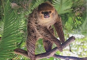 Cute Baby Faultier Sloth Stunning German Animal Postcard