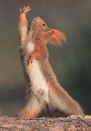 Red Squirrel Saturday Night Fever Dancing German Postcard
