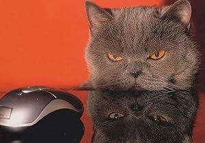 Cat Computer PC Mouse Comic German Cats Katze & Maus Postcard