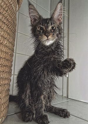 Wet Kitten Rain Disaster Cat Nasse Katze German Comic Postcard