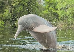 River Amazon Dolphin Flussdelfin Jumping German Cute Postcard