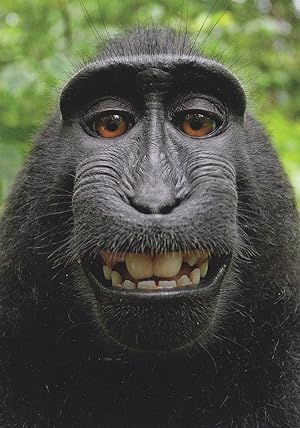 Funny Face Monkey Witzigger Affe Ape Comic German Animal Postcard