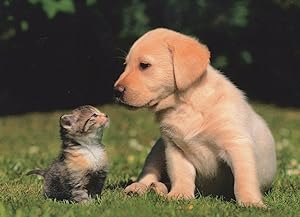 Labrador Puppy Dog Kitten Cat Friends Cute Love Animal German Postcard