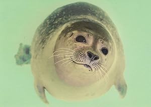 Friendly Cute Seal Freundlicher Seehund Stunning German Postcard