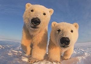 Curious Polar Bears On Ice Cute Comic German Bear Postcard