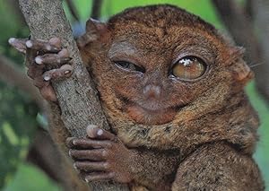 Asian Tarsier Tarsiidae Animal Winking Zwinkert Eyes German Postcard