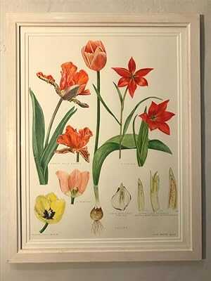 FINE ORIGINAL BOTANICAL WATERCOLOUR OF TULIPS - Tulipa linifolia & Hybrids 'Maja', ''Rococo' & 'M...