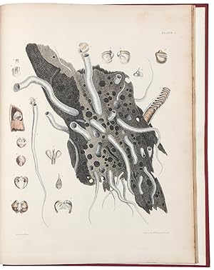 Illustrations of the Recent Conchology of Great Britain and Ireland, with the description and loc...