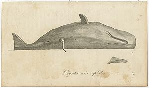 Antique Print of a Sperm Whale by Blumenbach (1810)