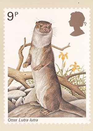 Otter Lutra Lutra PHQ Postcard