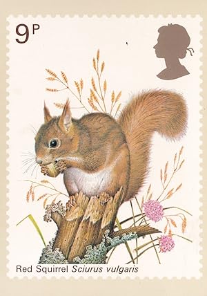 Red Squirrel Sciurus Vulgaris Eating Nut PHQ Postcard