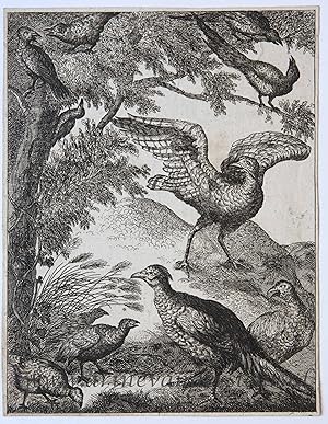 Antique print, etching and engraving | Various birds (diverse vogels), published ca. 1700-1750, 1 p.