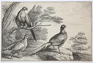 Antique print, etching | Three pheasants [set: Diversae avium species]/Drie fazanten, 1662, p. 1.