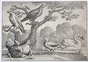 Antique print, etching | A brooding hen [set: Diversae avium species]/Broedende hen, 1662, 1 p.