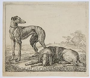 [Antique print, etching] Greyhound and lying hound/Windhond en andere liggende hond, published ca...