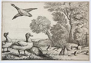 Antique print, etching | Nine ducks [set: Diversae avium species]/Negen eenden, published 1662, 1 p.