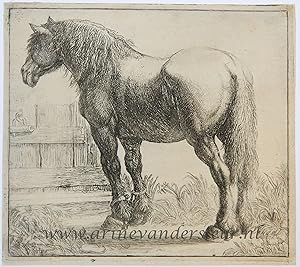 [Antique print, etching] Draught-horse next to a fence/Trekpaard naast een hek, 1600-1650.